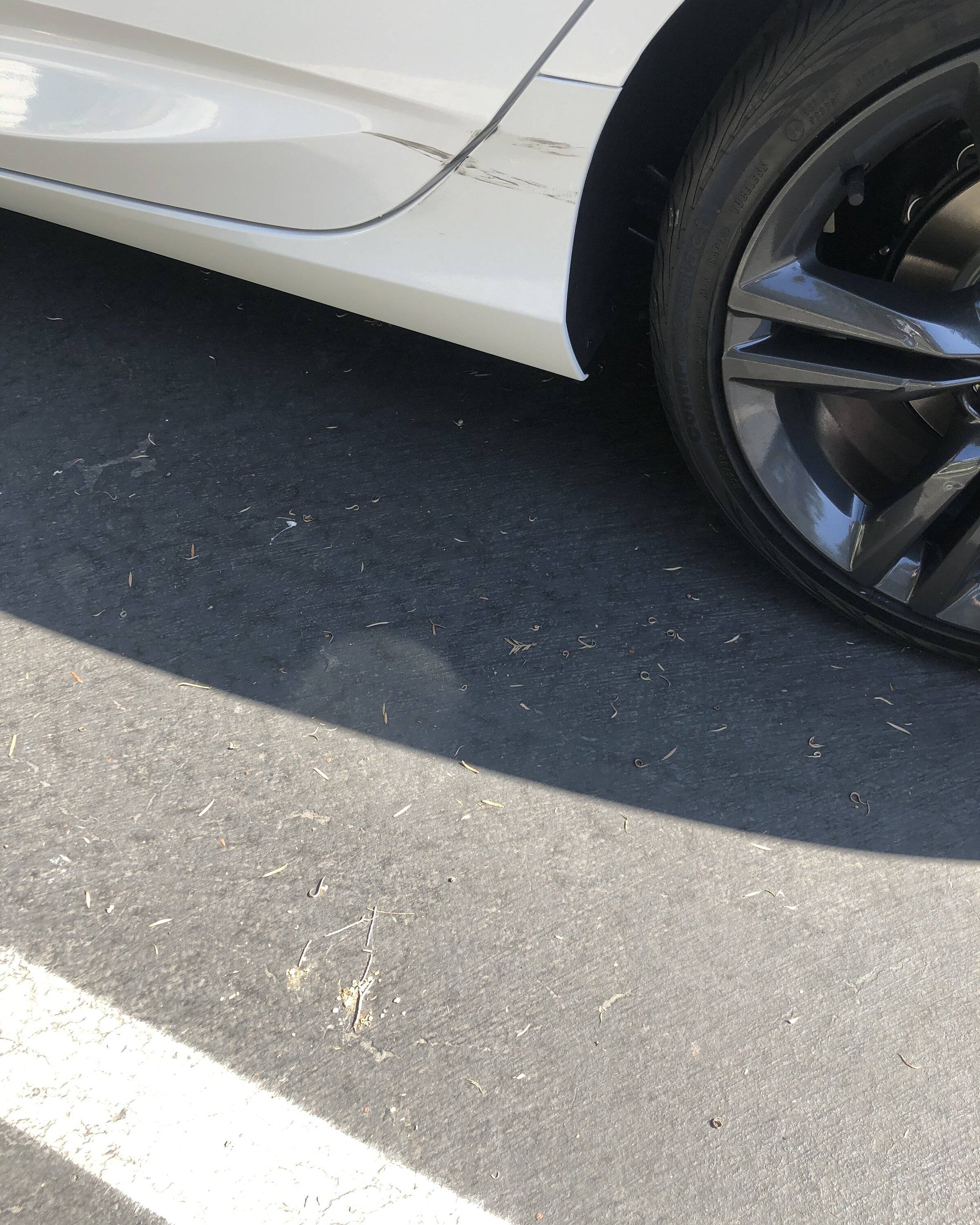 Acura Integra Came home to see something unfortunate IMG_1465