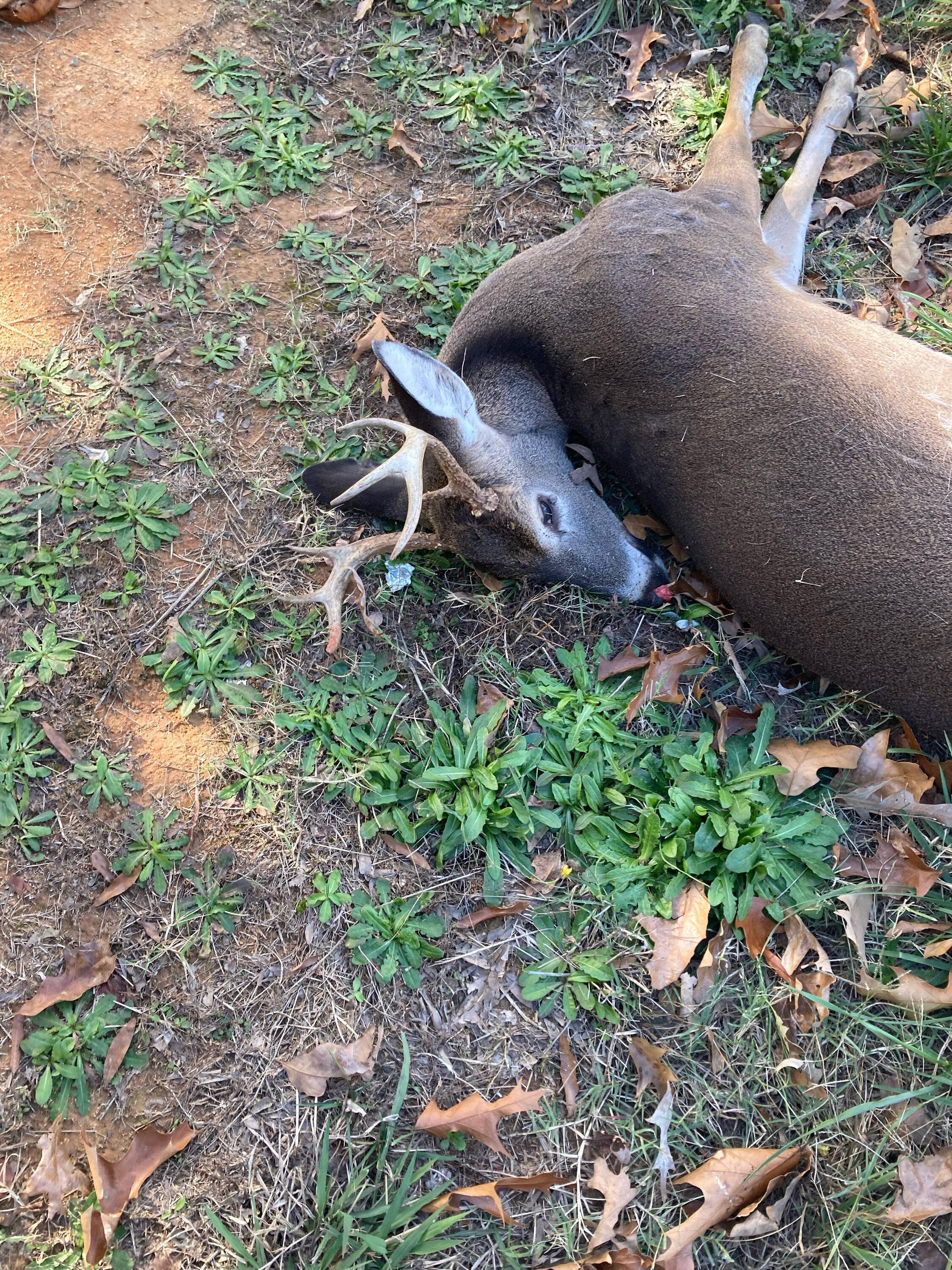 Acura Integra Hit a Deer :( 3