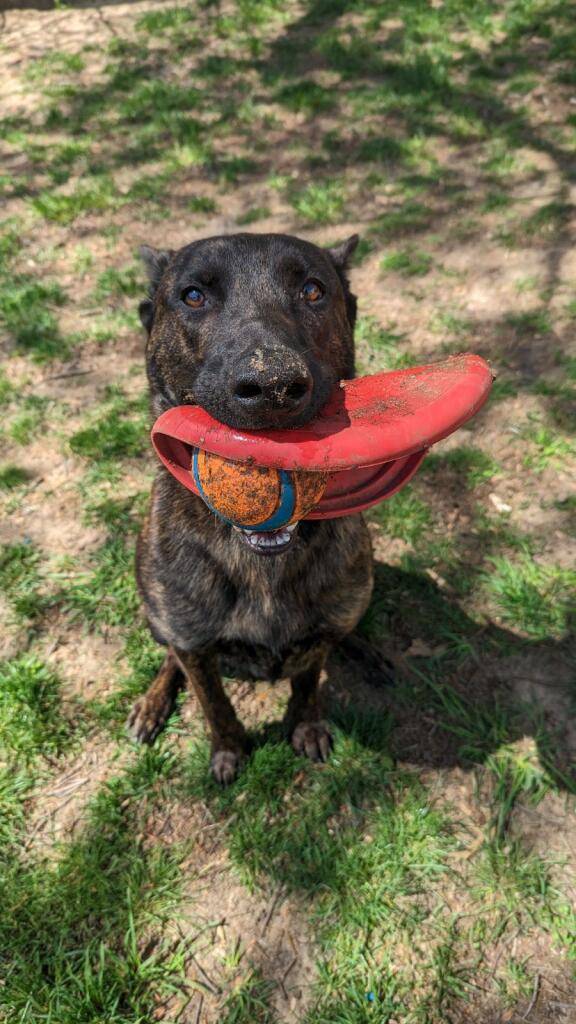 Acura Integra Introducing the 2024 Acura Integra Type S! On Sale in June image000000.JPG