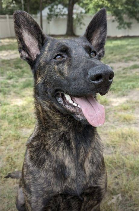 Acura Integra Dogs. Back seat cover?? image000000 (5)