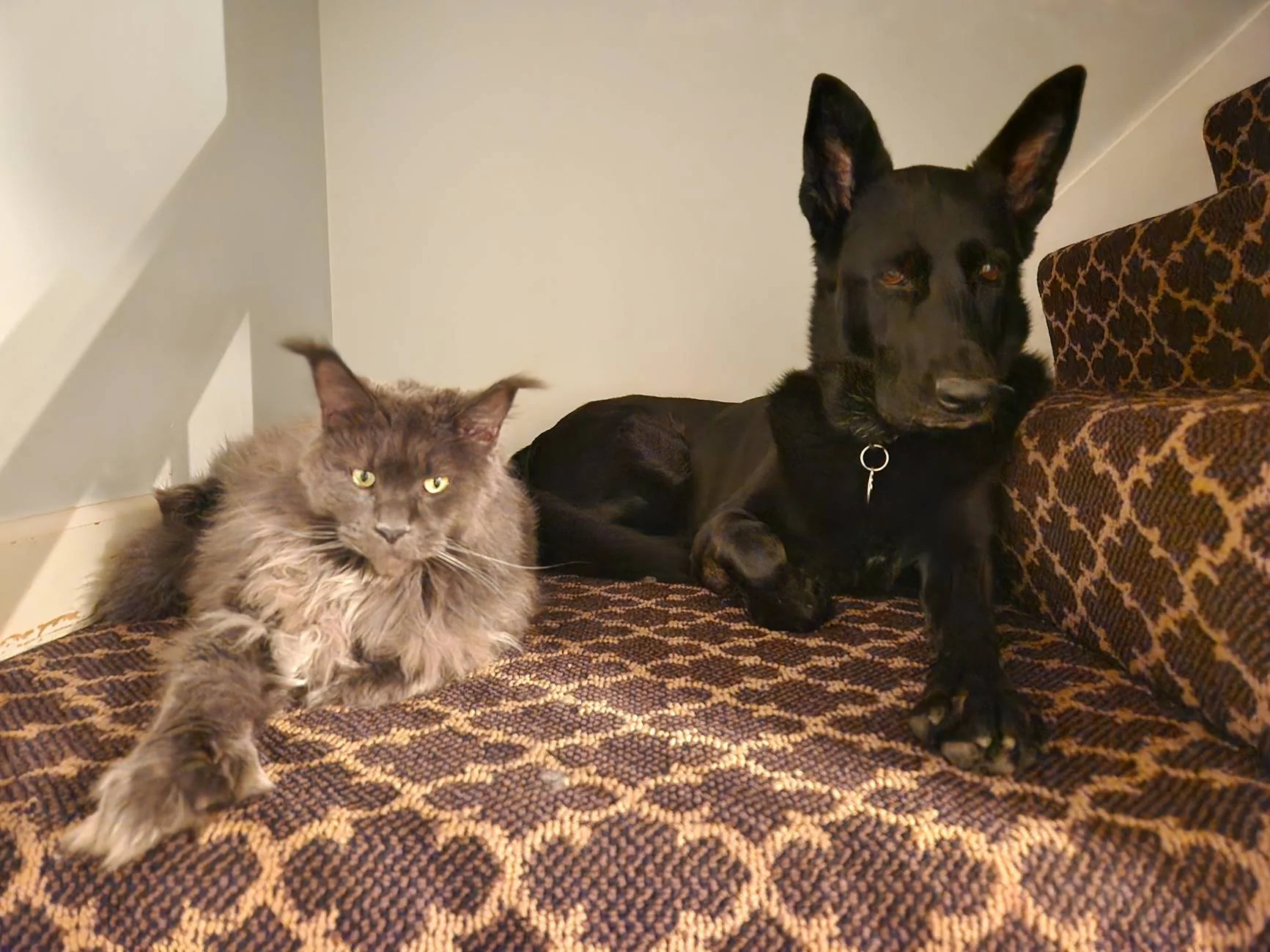 Acura Integra Dogs. Back seat cover?? 20241013_200433