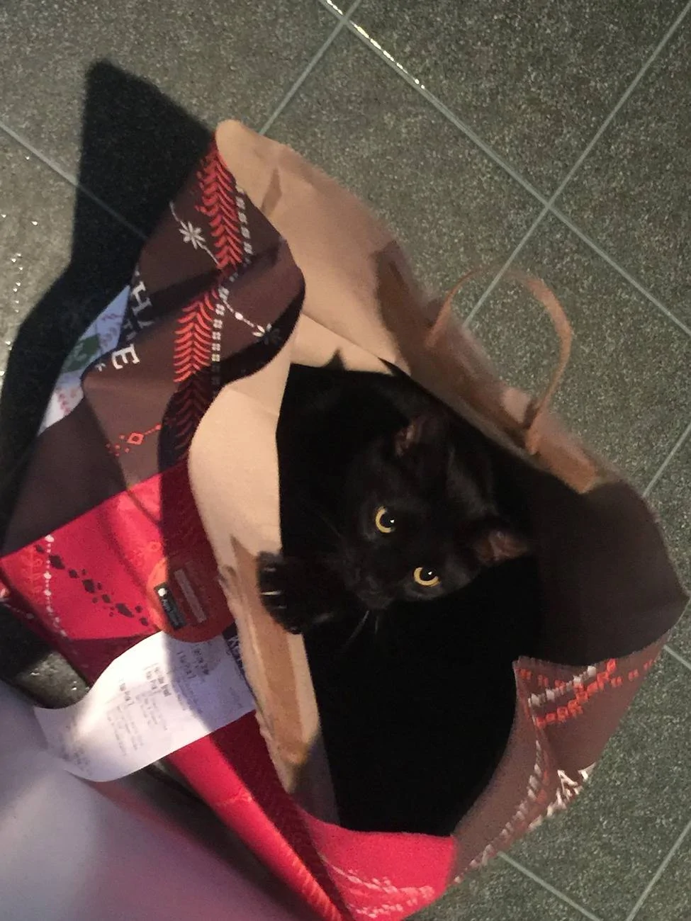 Acura Integra Dogs. Back seat cover?? IMG_0007