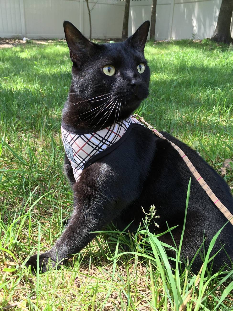 Acura Integra Dogs. Back seat cover?? IMG_0529.JPG