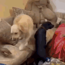 Acura Integra DSC Sport Suspension Module for our cars! 1760356874759-9n