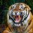 TigerPunch86