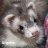 FerretCoupe
