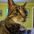 kwaalude